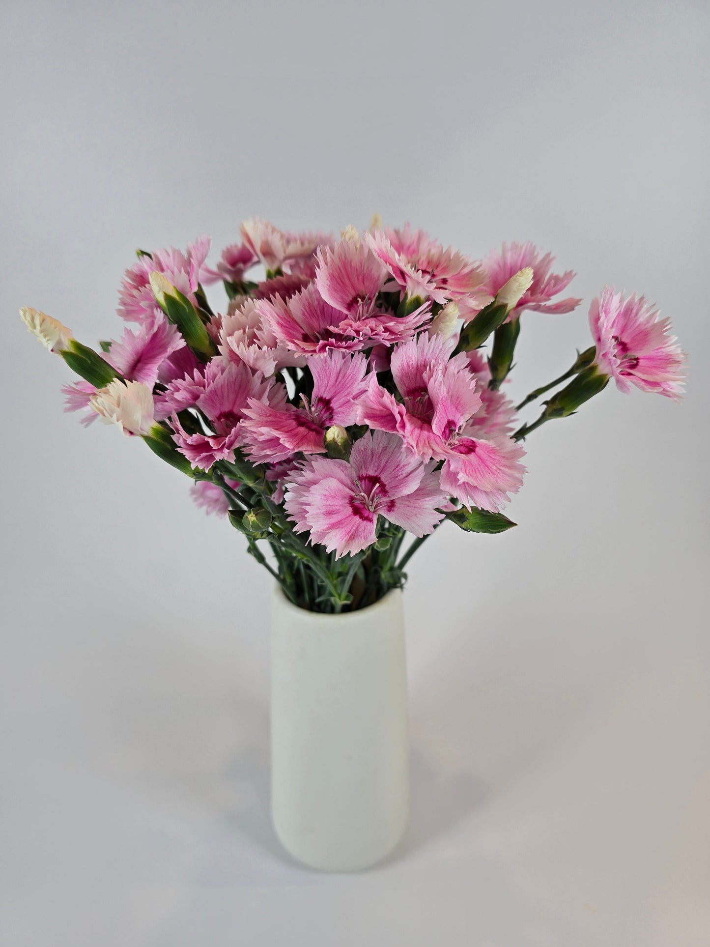 Light Pink Dianthus