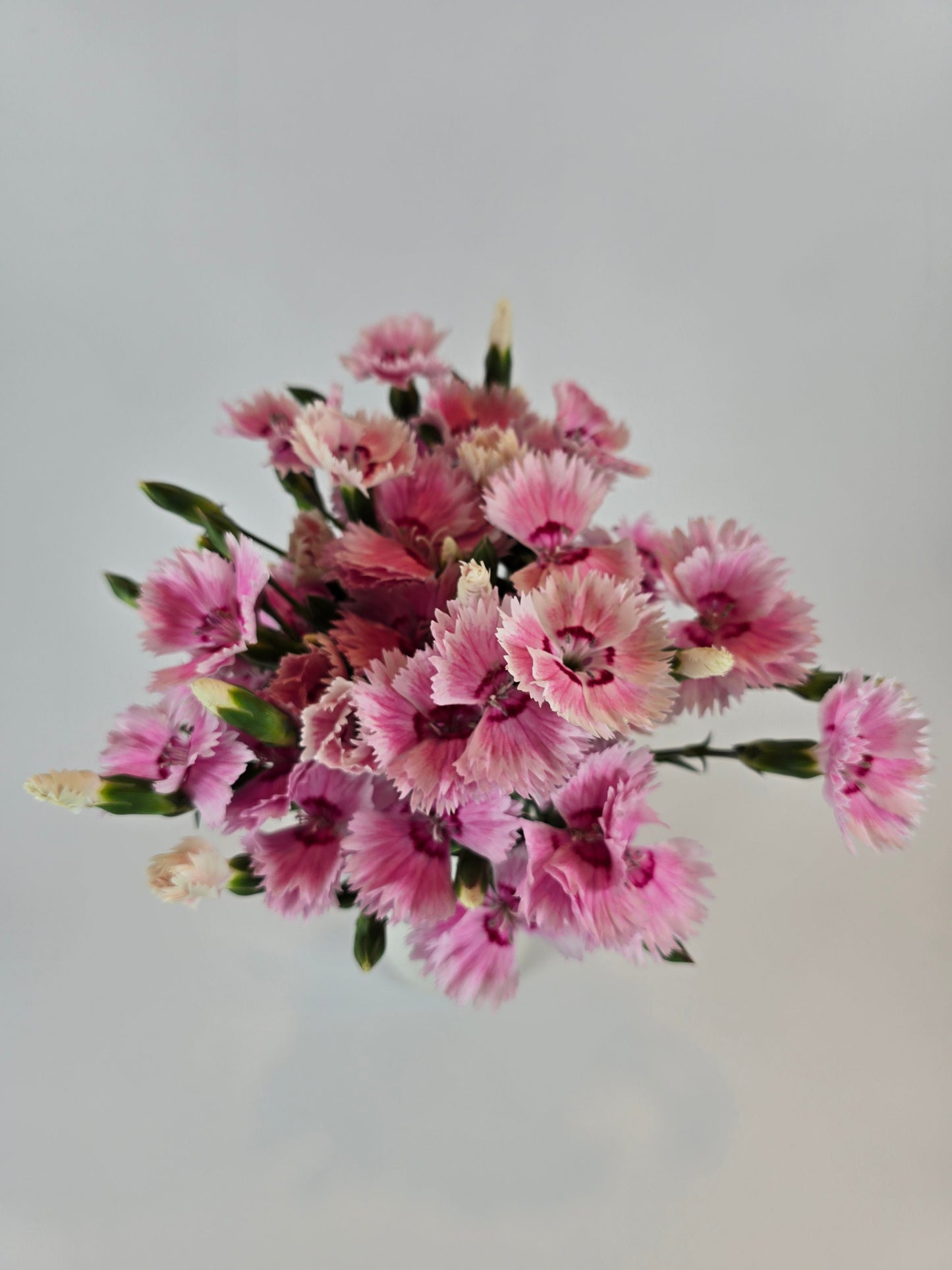 Light Pink Dianthus