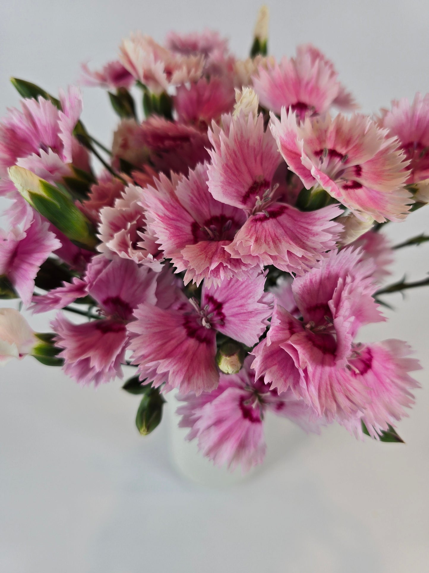 Light Pink Dianthus