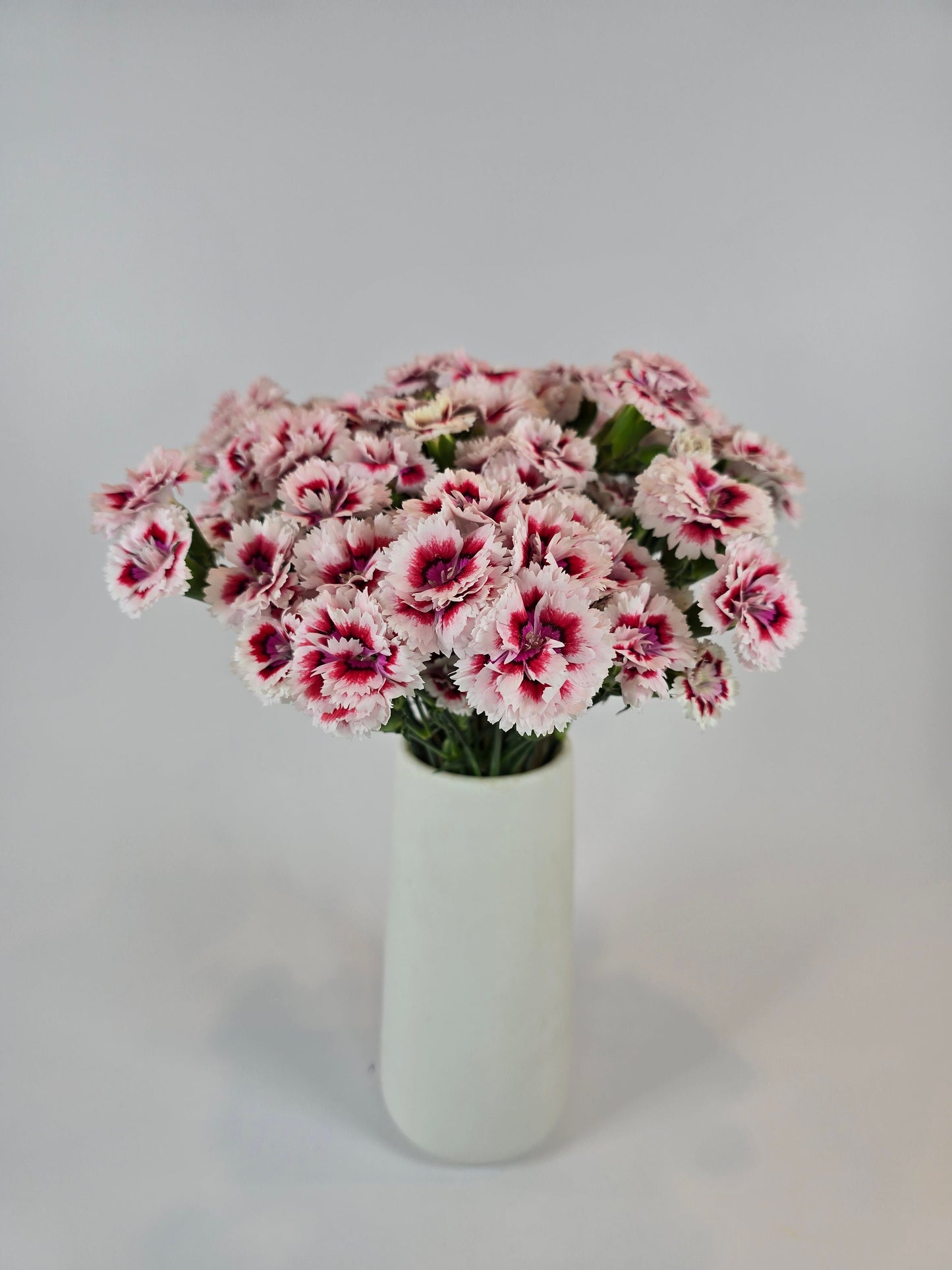 Bicolor Pink and Red Dianthus