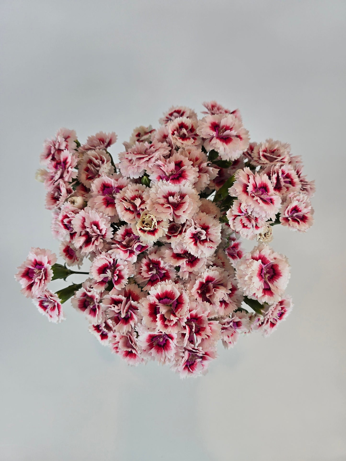 Bicolor Pink and Red Dianthus