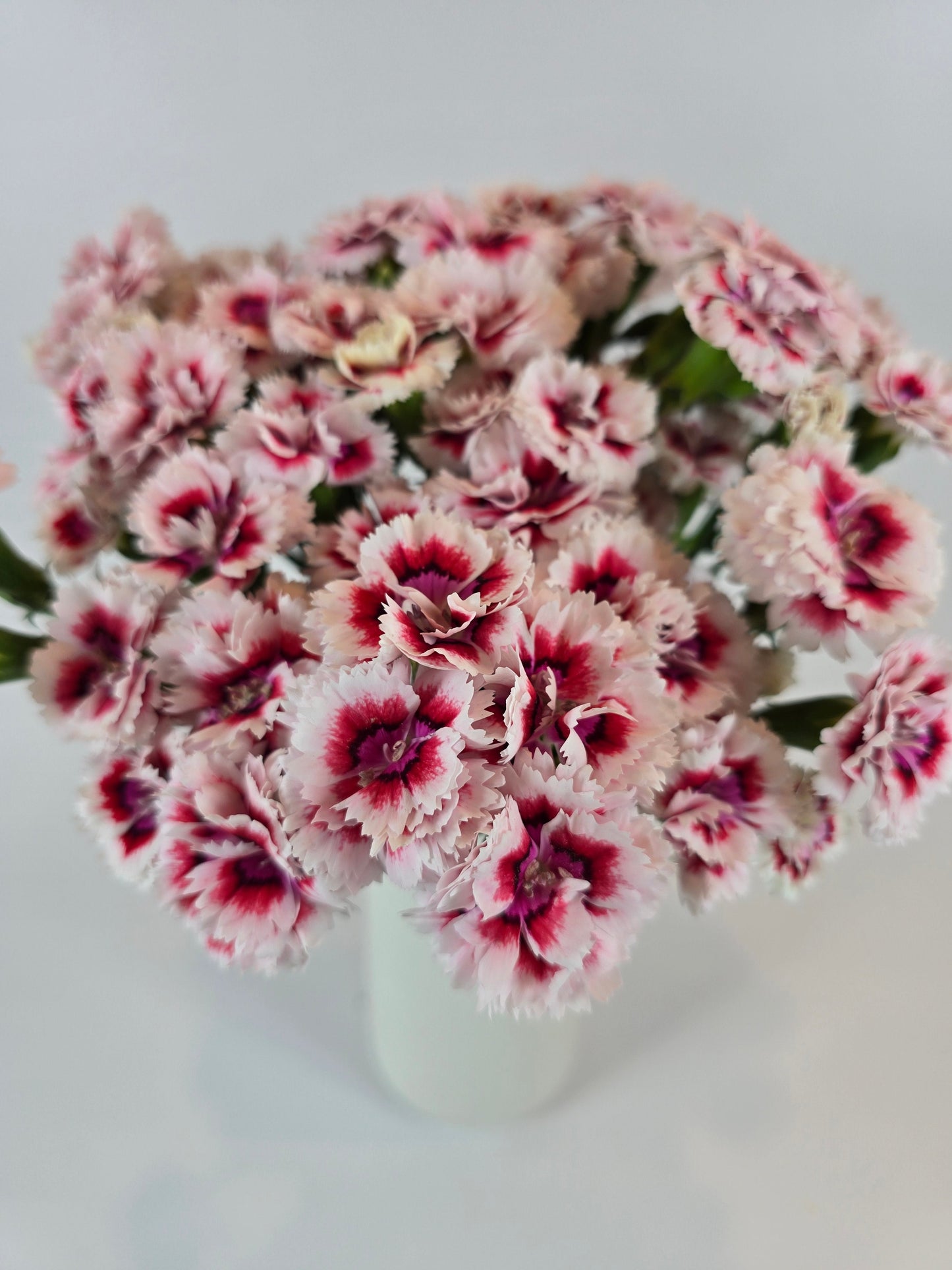 Bicolor Pink and Red Dianthus