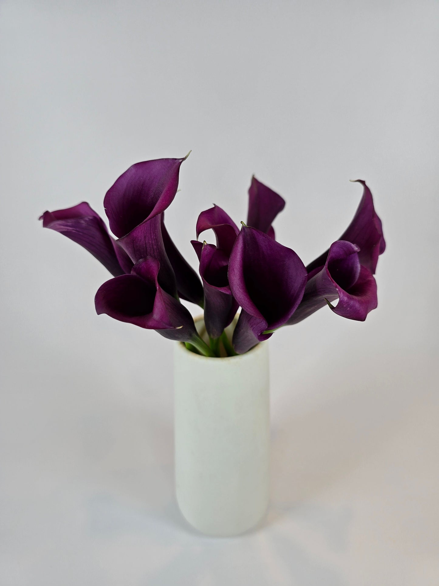 Purple Mini Calla Lily