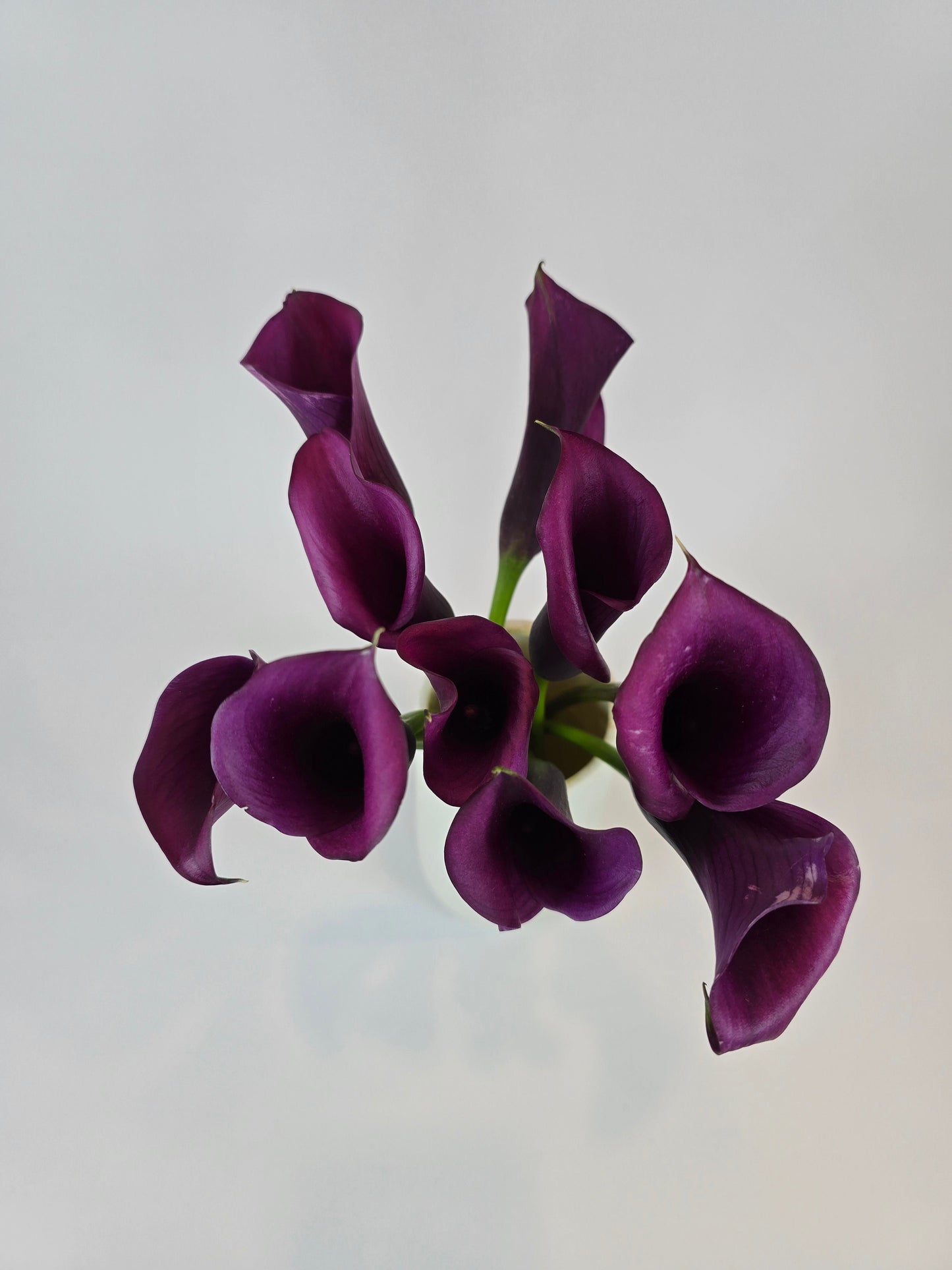 Purple Mini Calla Lily