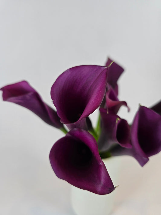 Purple Mini Calla Lily