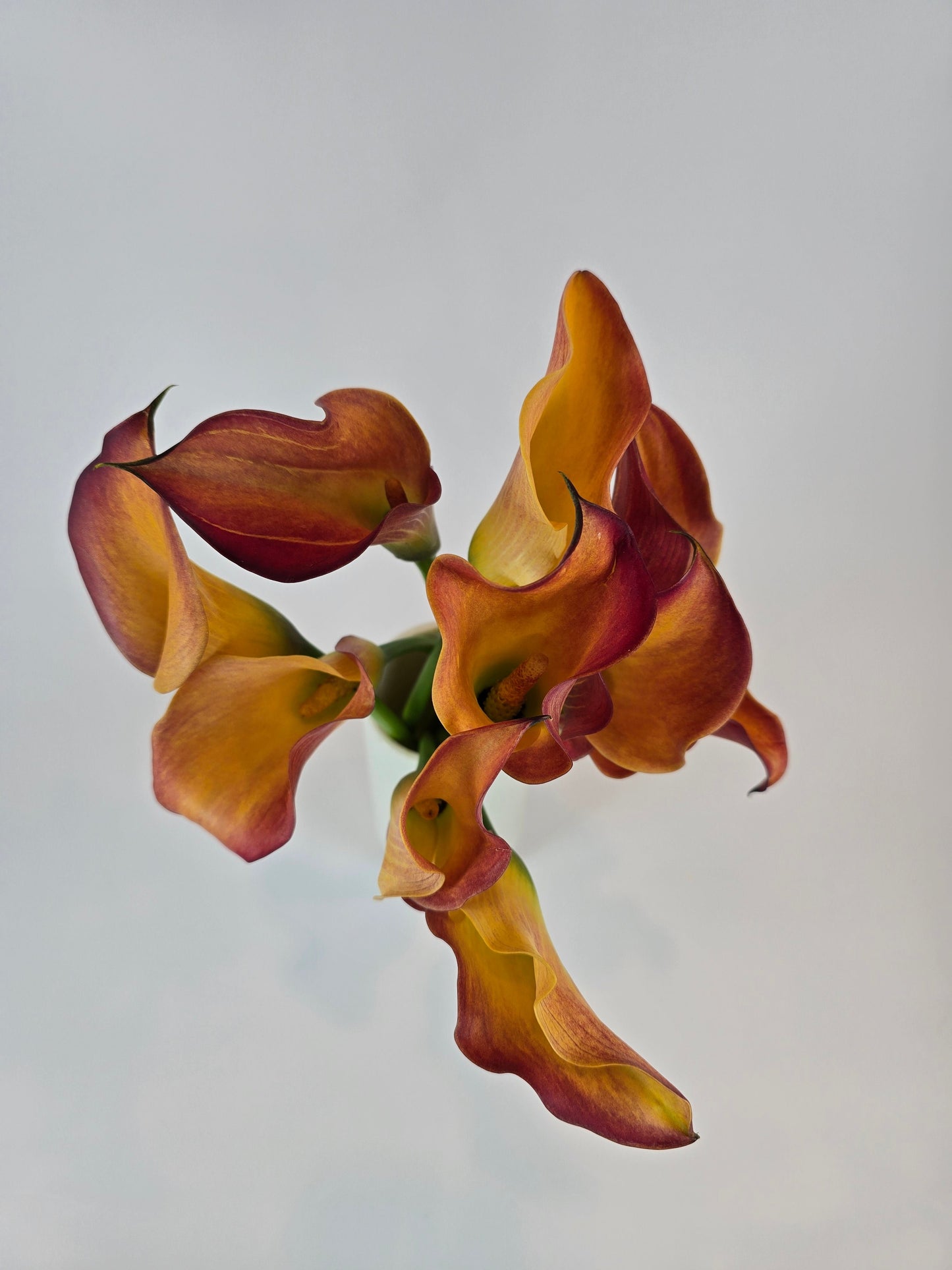 Orange Mini Calla Lily