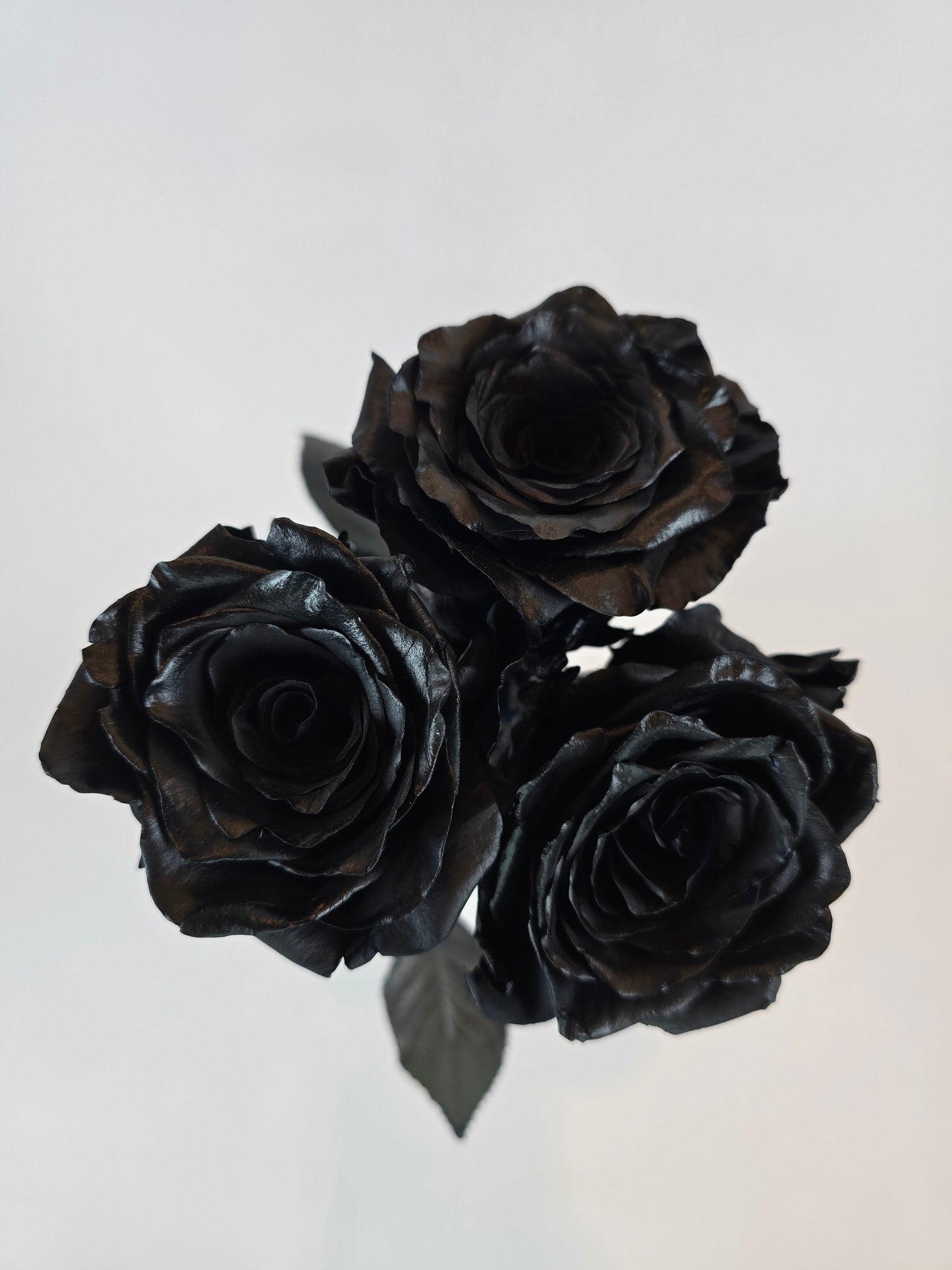 Black Tinted Rose