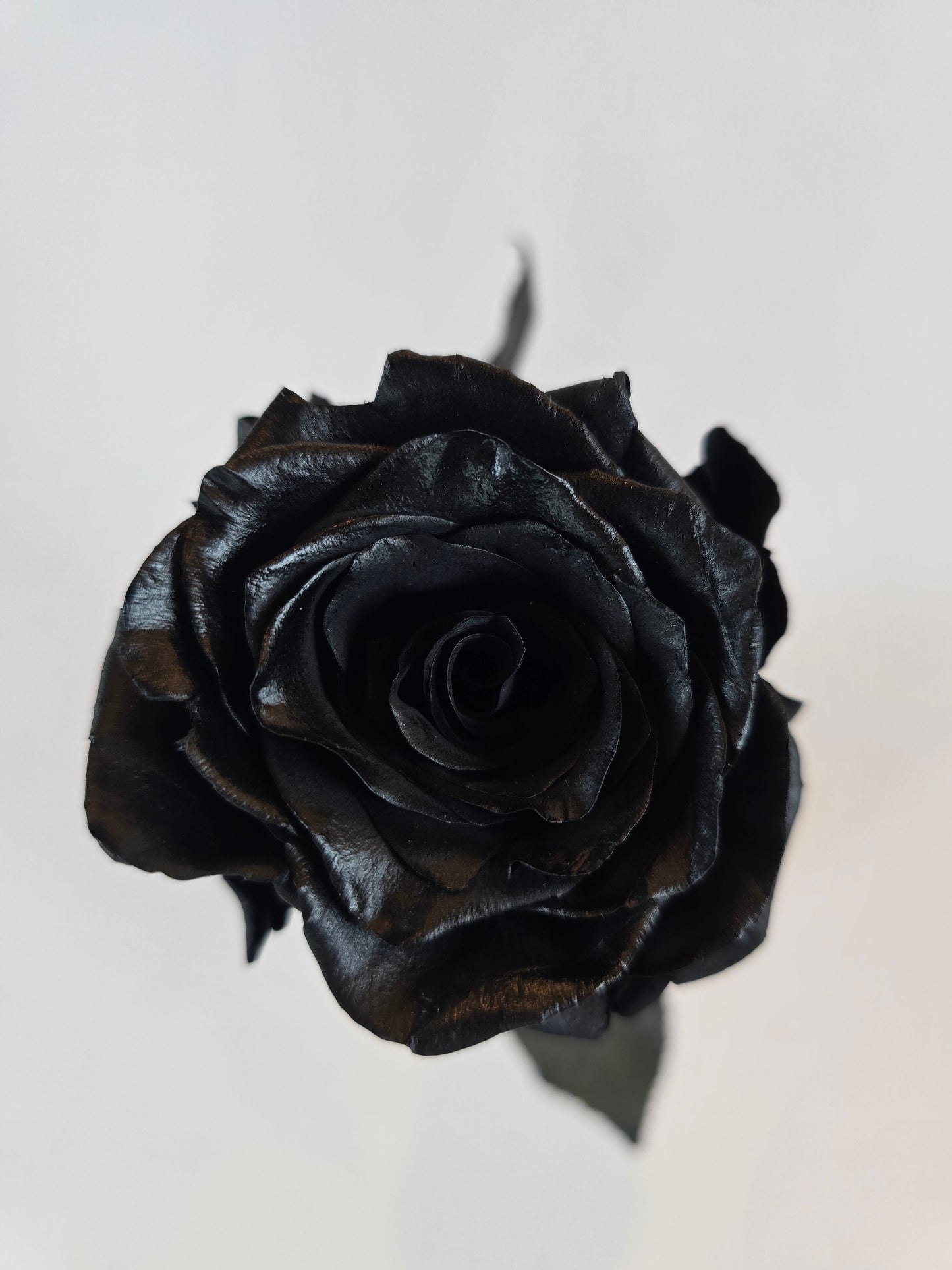 Black Tinted Rose