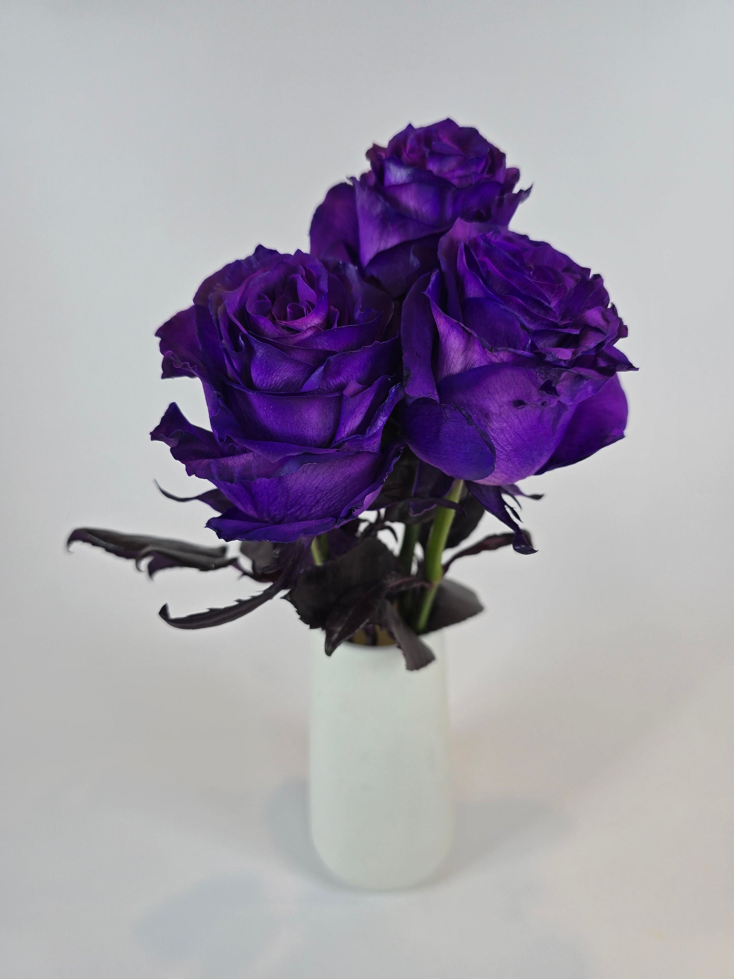 Purple Tinted Rose