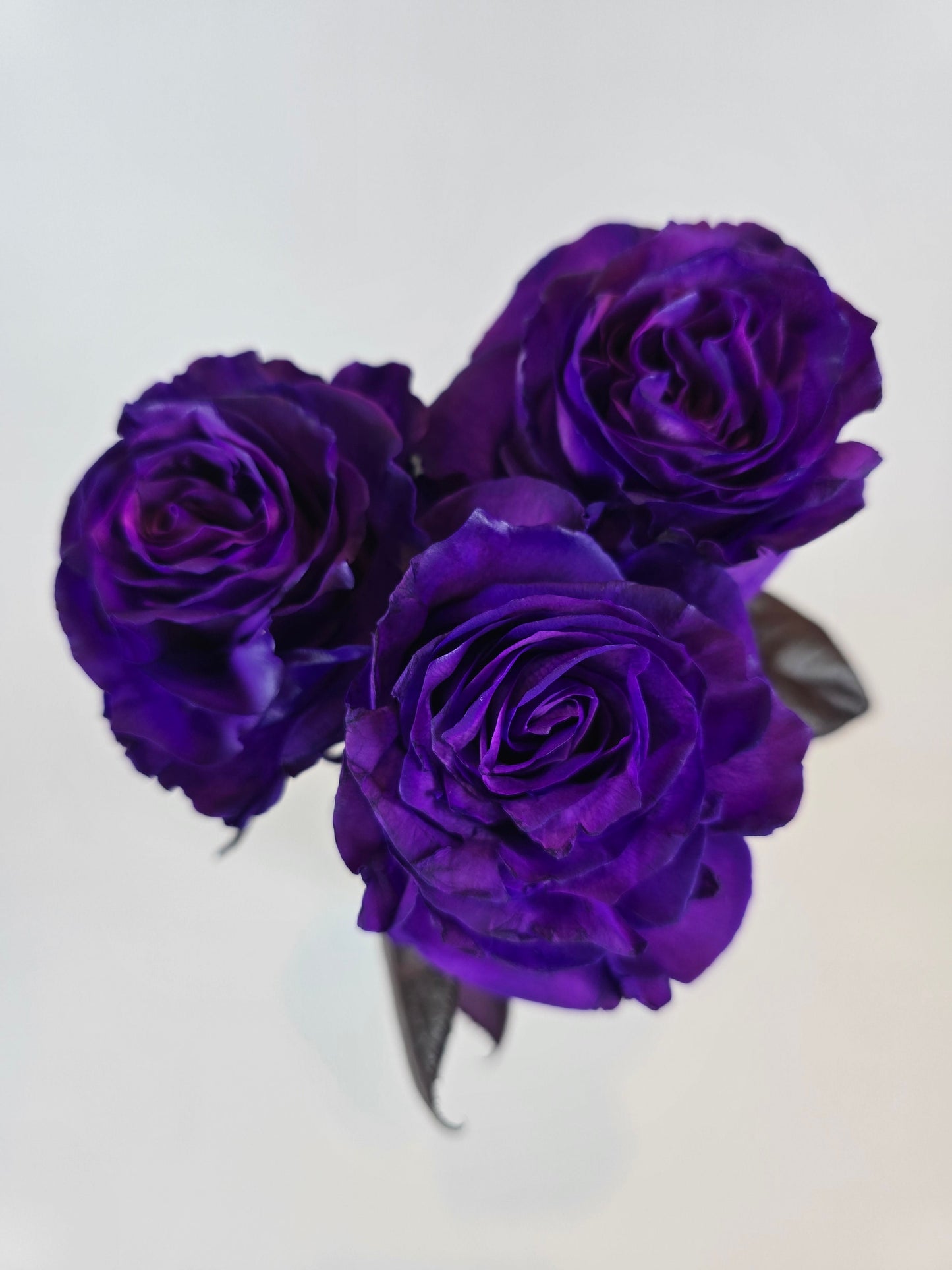 Purple Tinted Rose