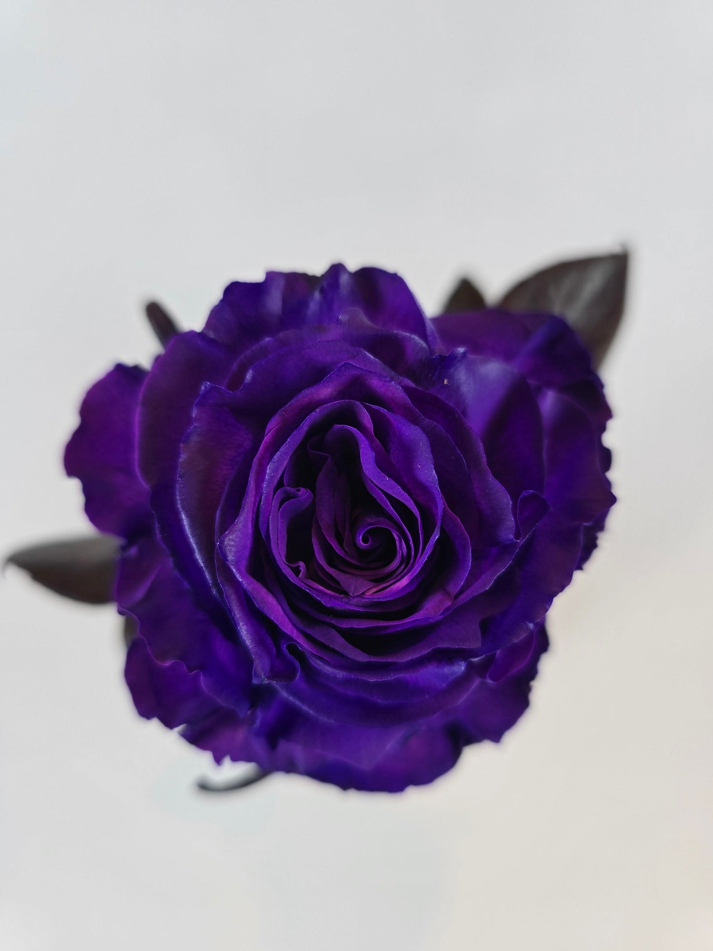 Purple Tinted Rose