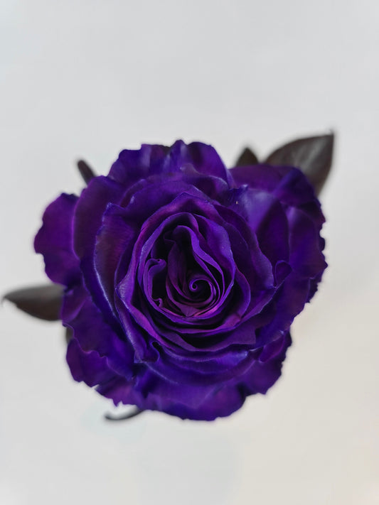 Purple Tinted Rose