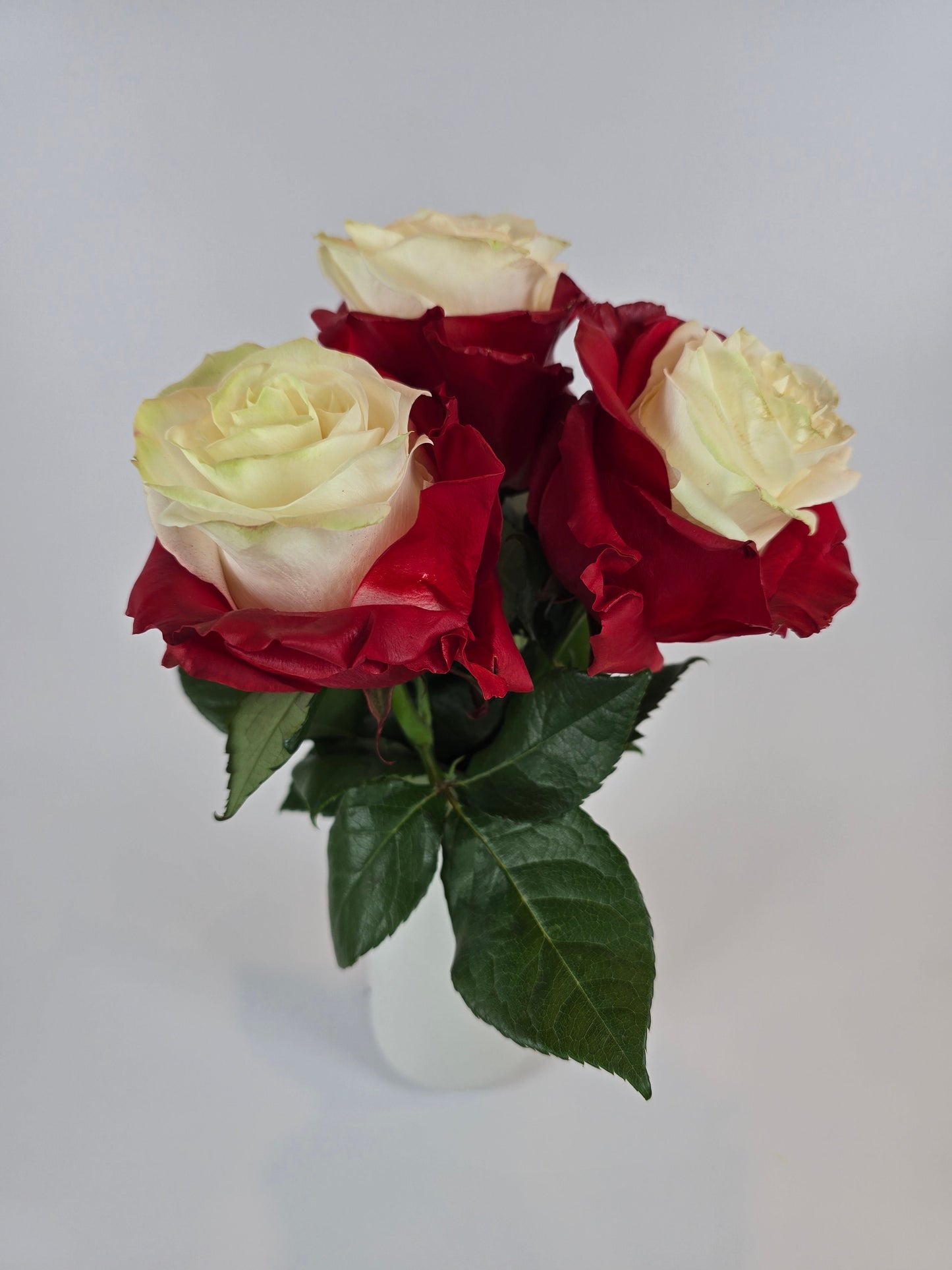 Bicolor Tinted Red and White Rose