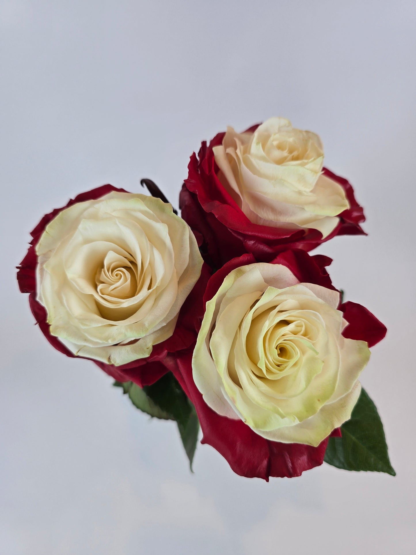 Bicolor Tinted Red and White Rose