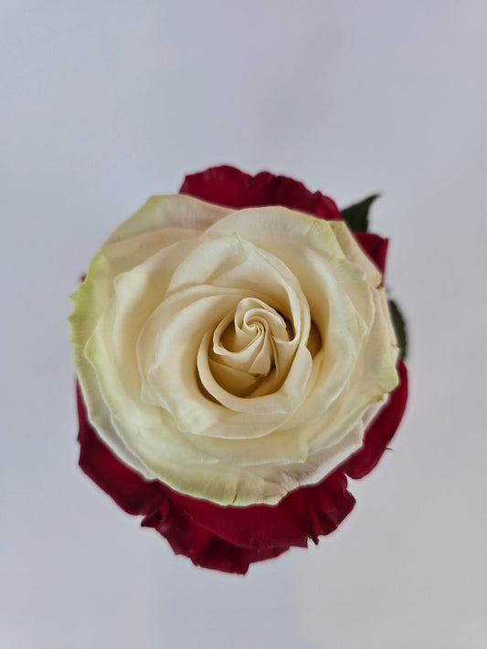 Bicolor Tinted Red and White Rose