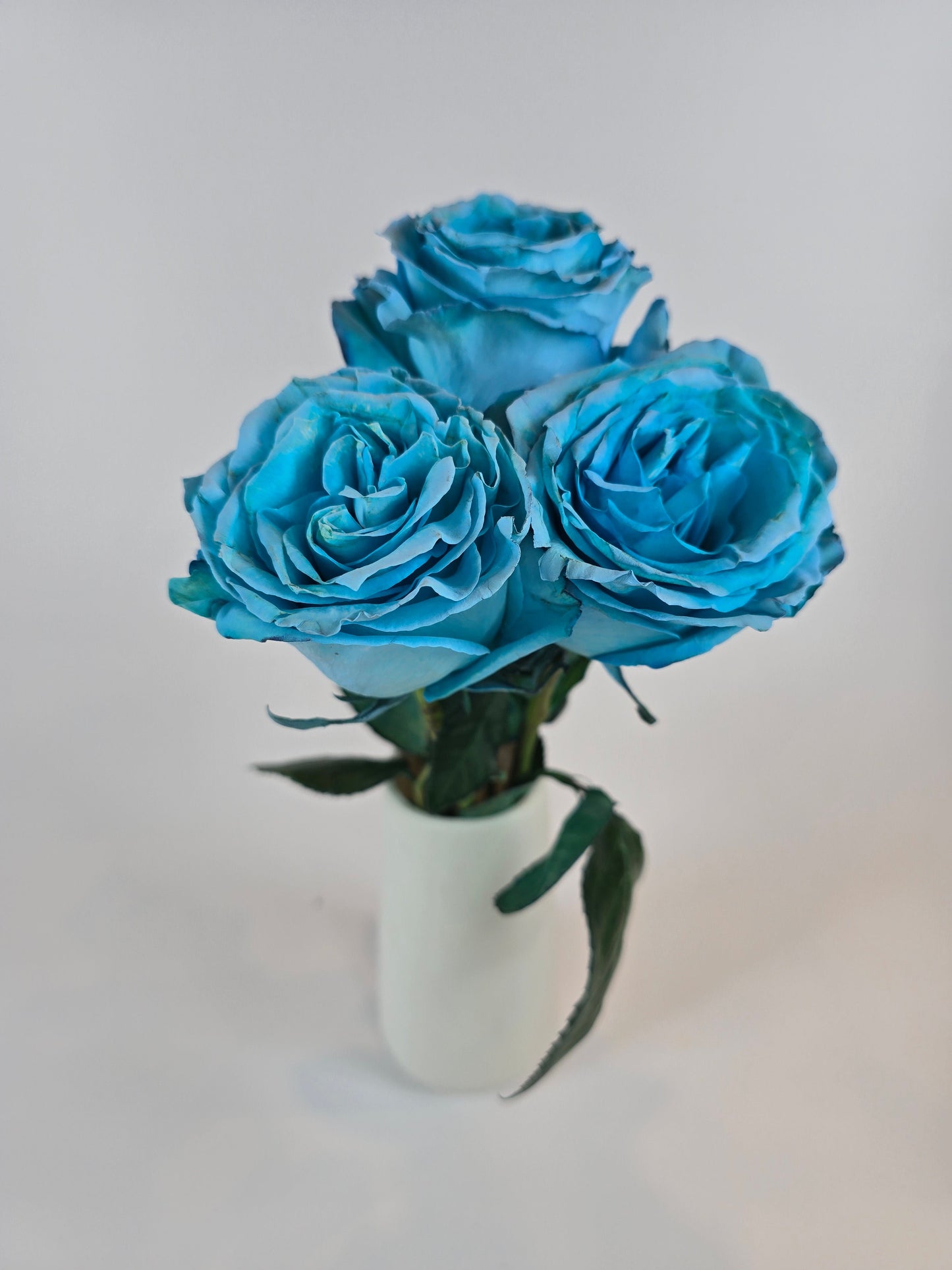 Turquoise Tinted Rose