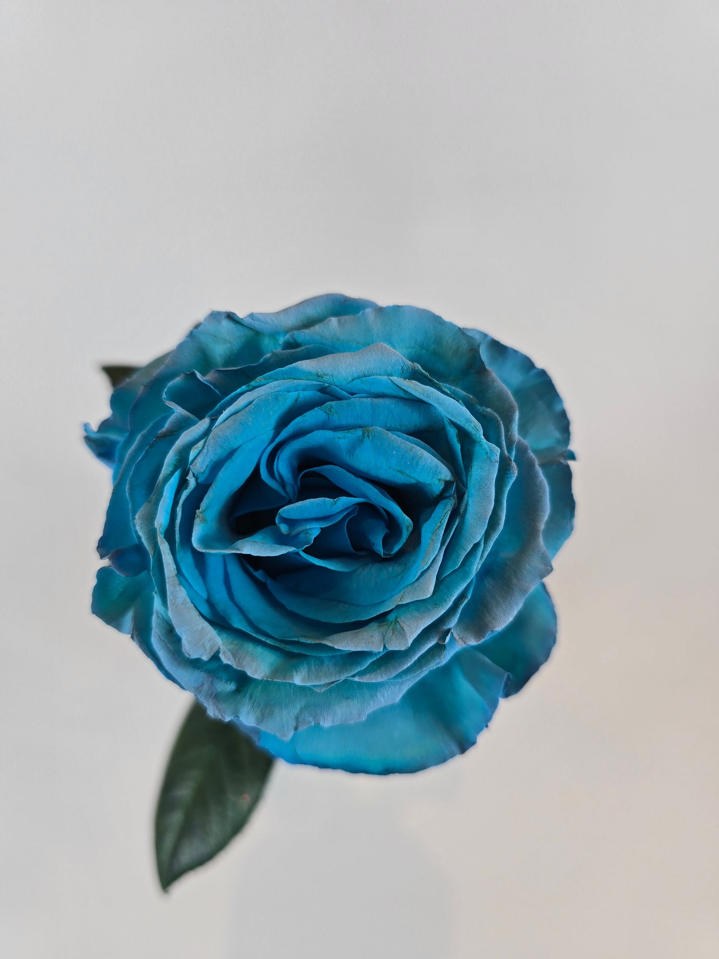 Turquoise Tinted Rose