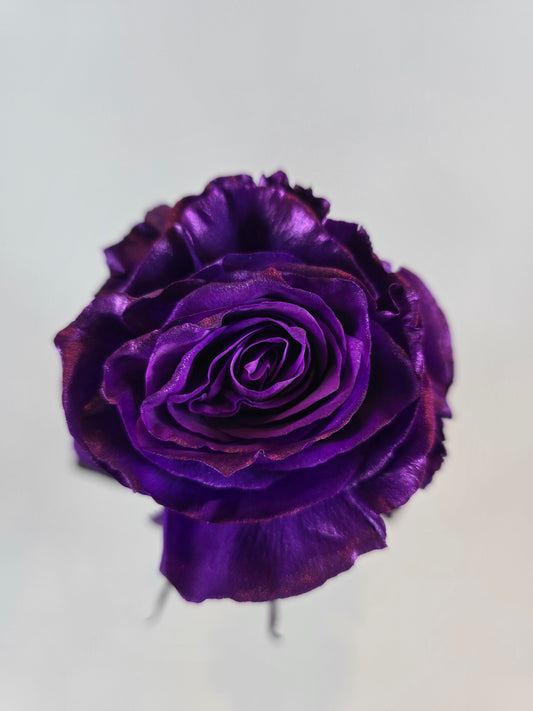 Purple Metallic Tinted Rose