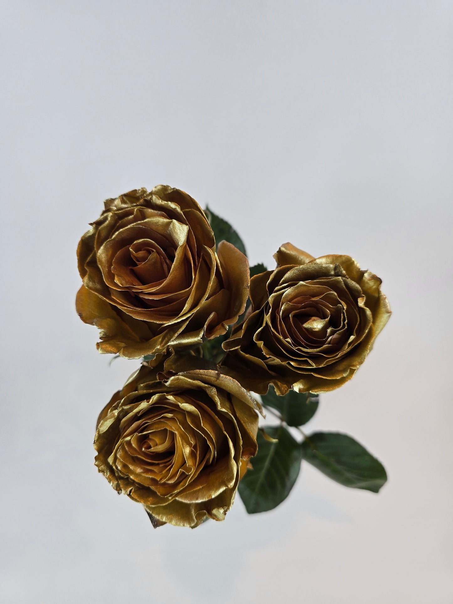 Gold Metallic Tinted Rose