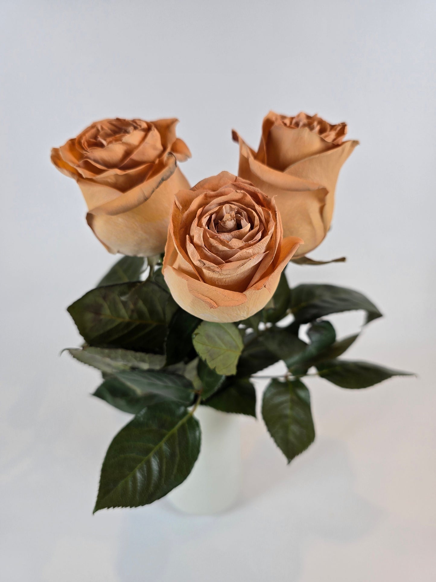 Light Brown Tinted Rose