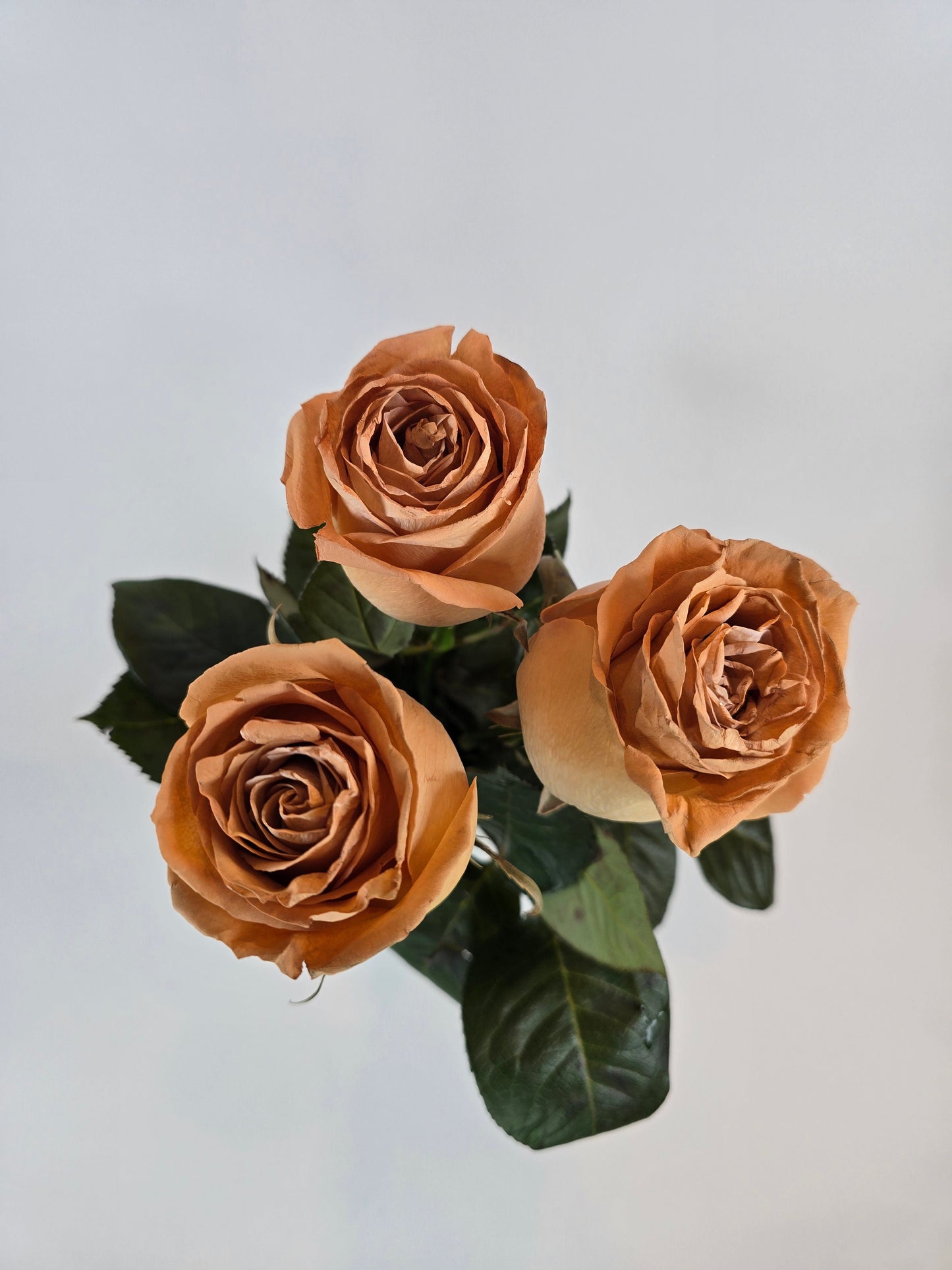 Light Brown Tinted Rose