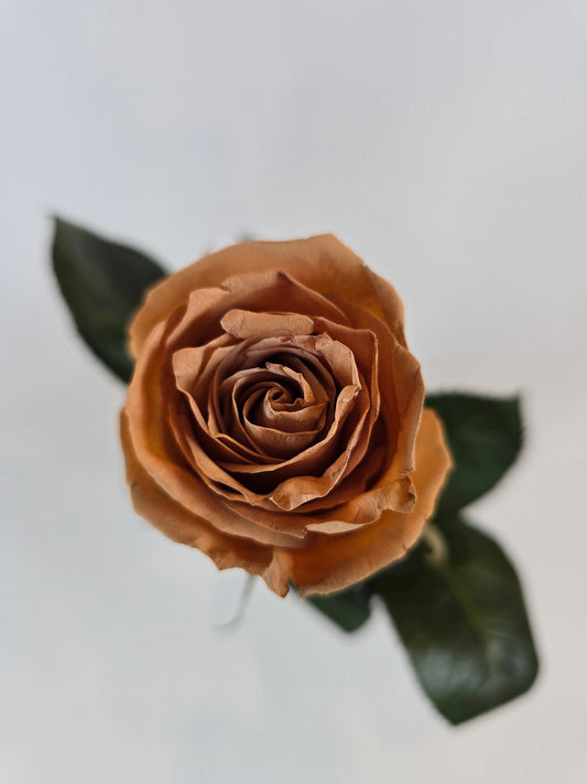 Light Brown Tinted Rose