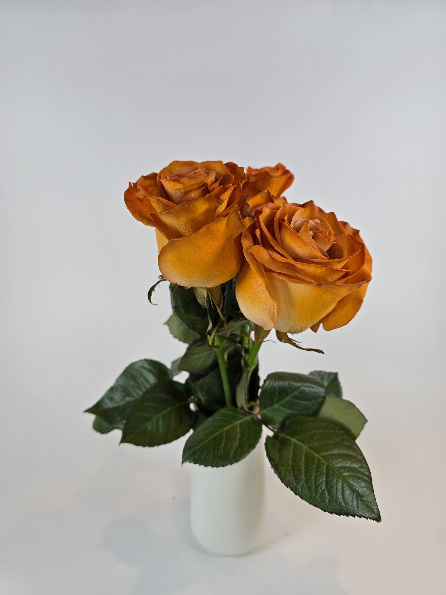 Mustard Tinted Rose