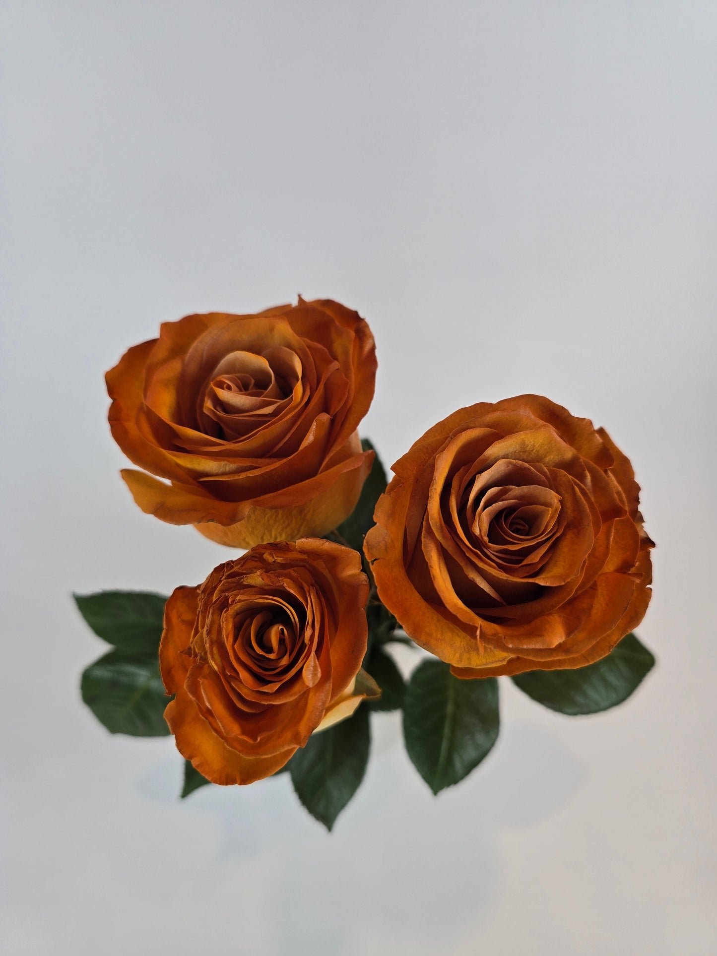 Mustard Tinted Rose