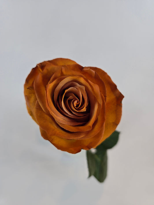 Mustard Tinted Rose