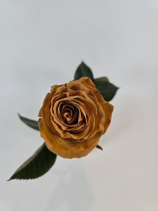 Coffee Tinted Rose