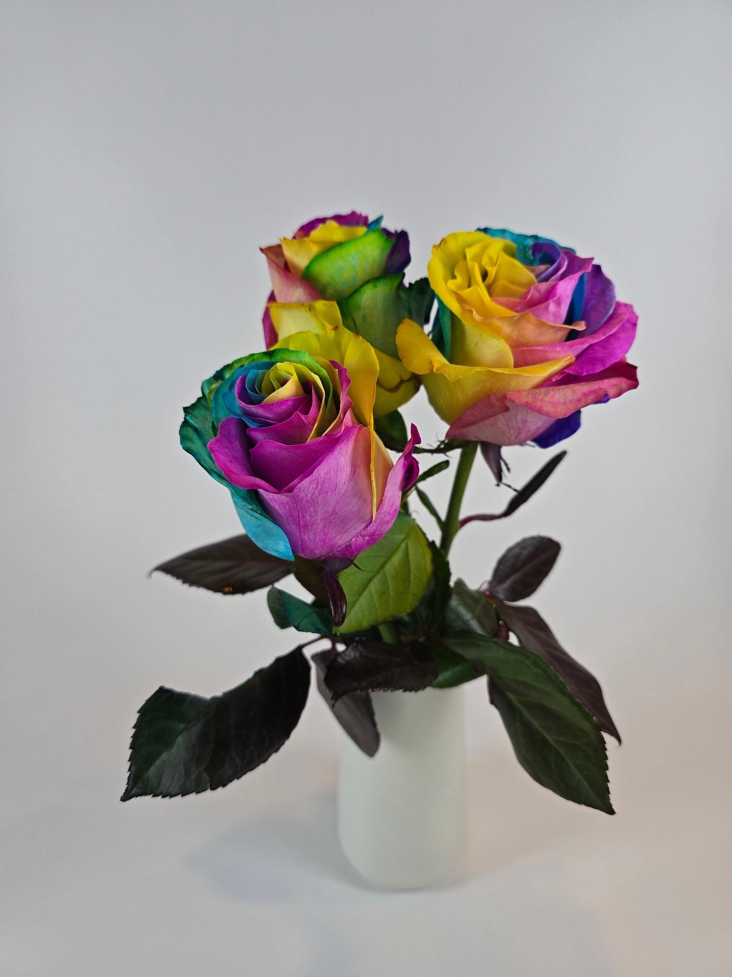 Rainbow Tinted Rose