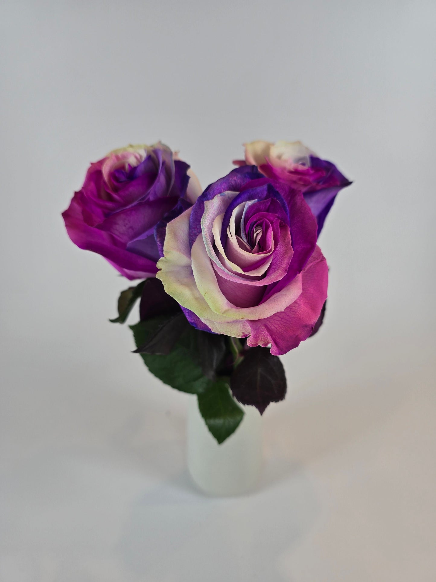 Purple, Pink, and White Tinted Rose