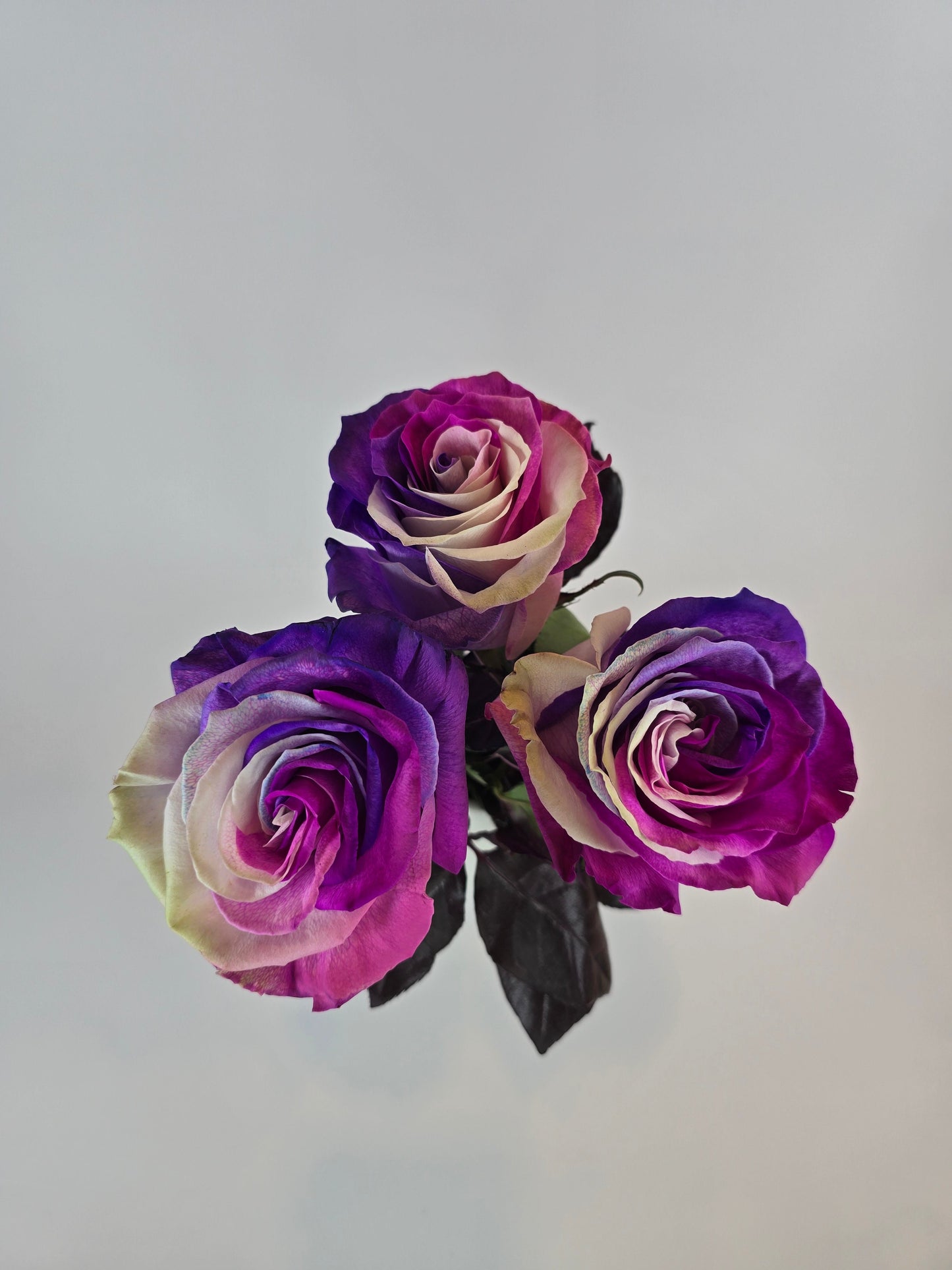 Purple, Pink, and White Tinted Rose