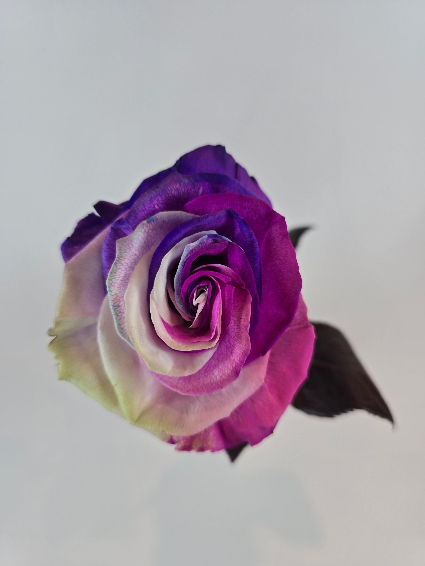 Purple, Pink, and White Tinted Rose