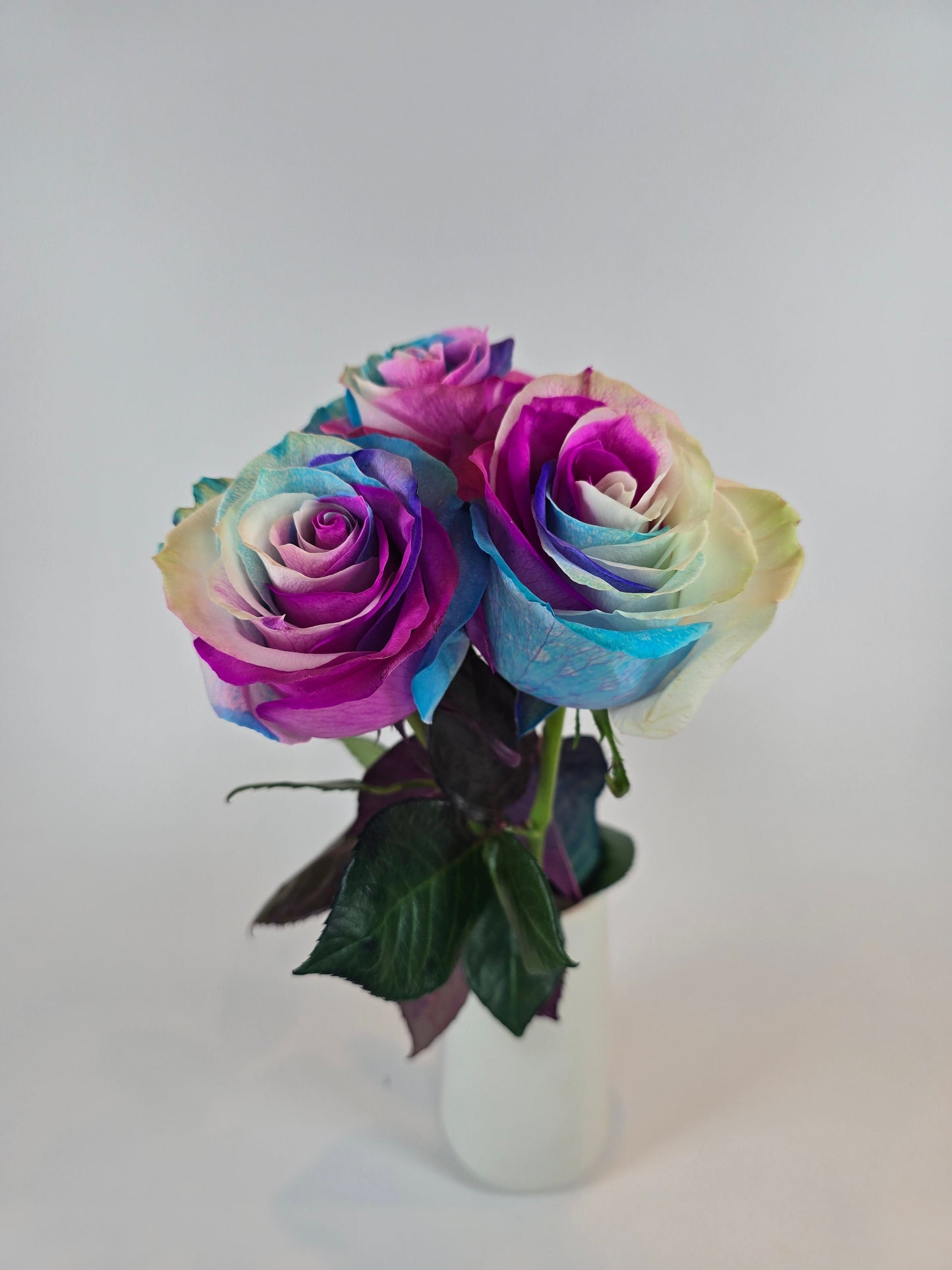 Pink, Blue, and White Tinted Rose