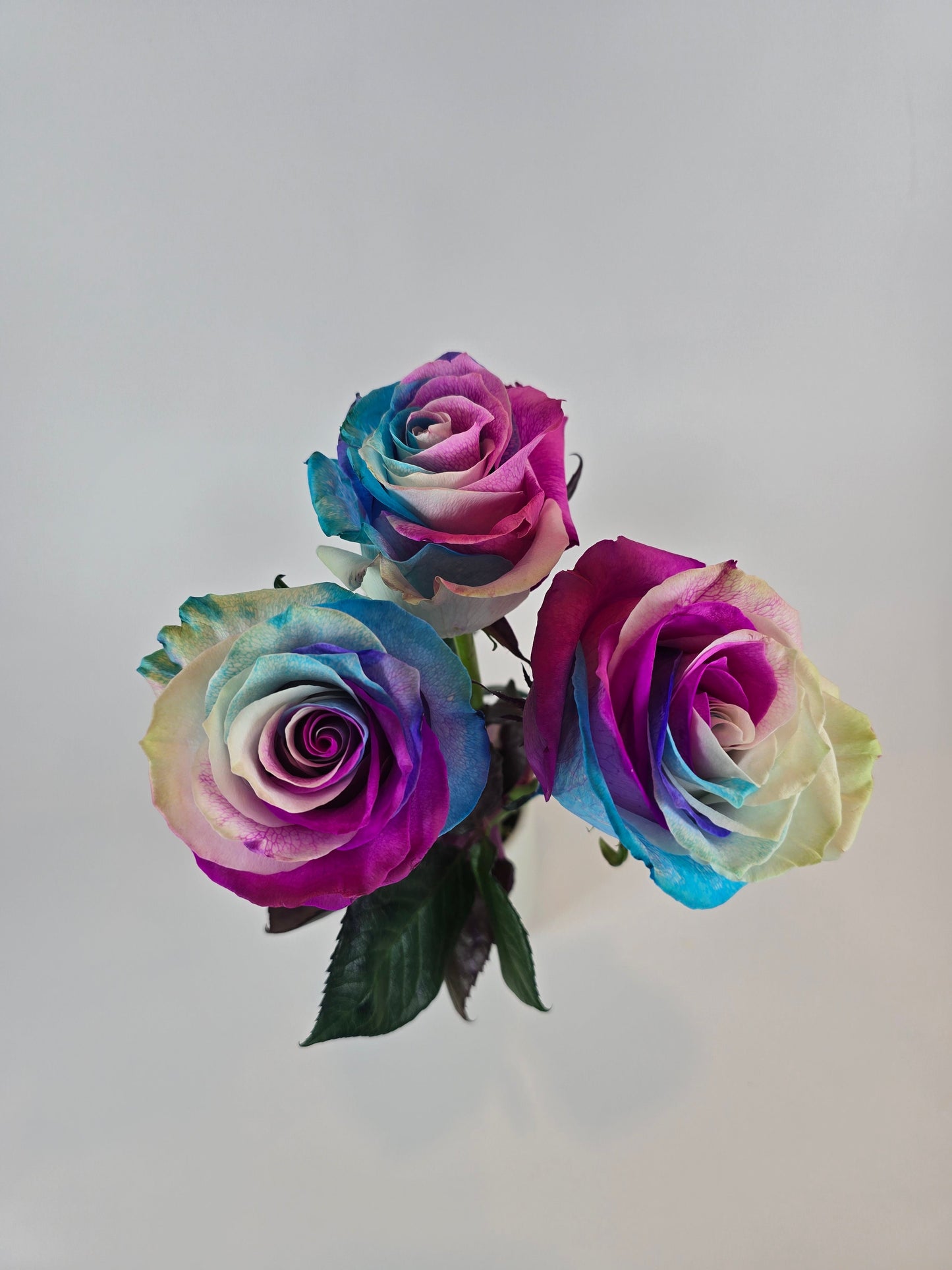 Pink, Blue, and White Tinted Rose