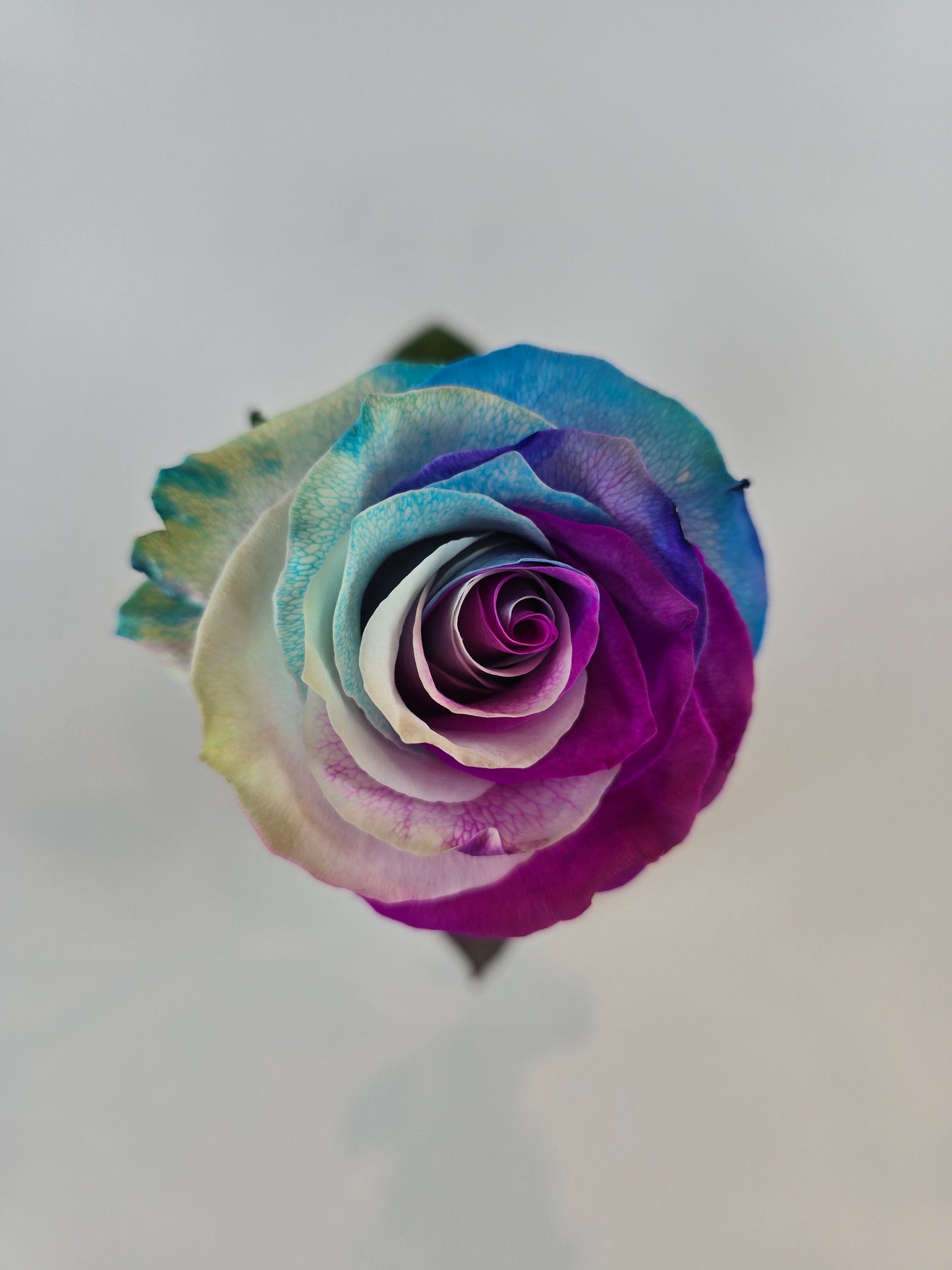 Pink, Blue, and White Tinted Rose