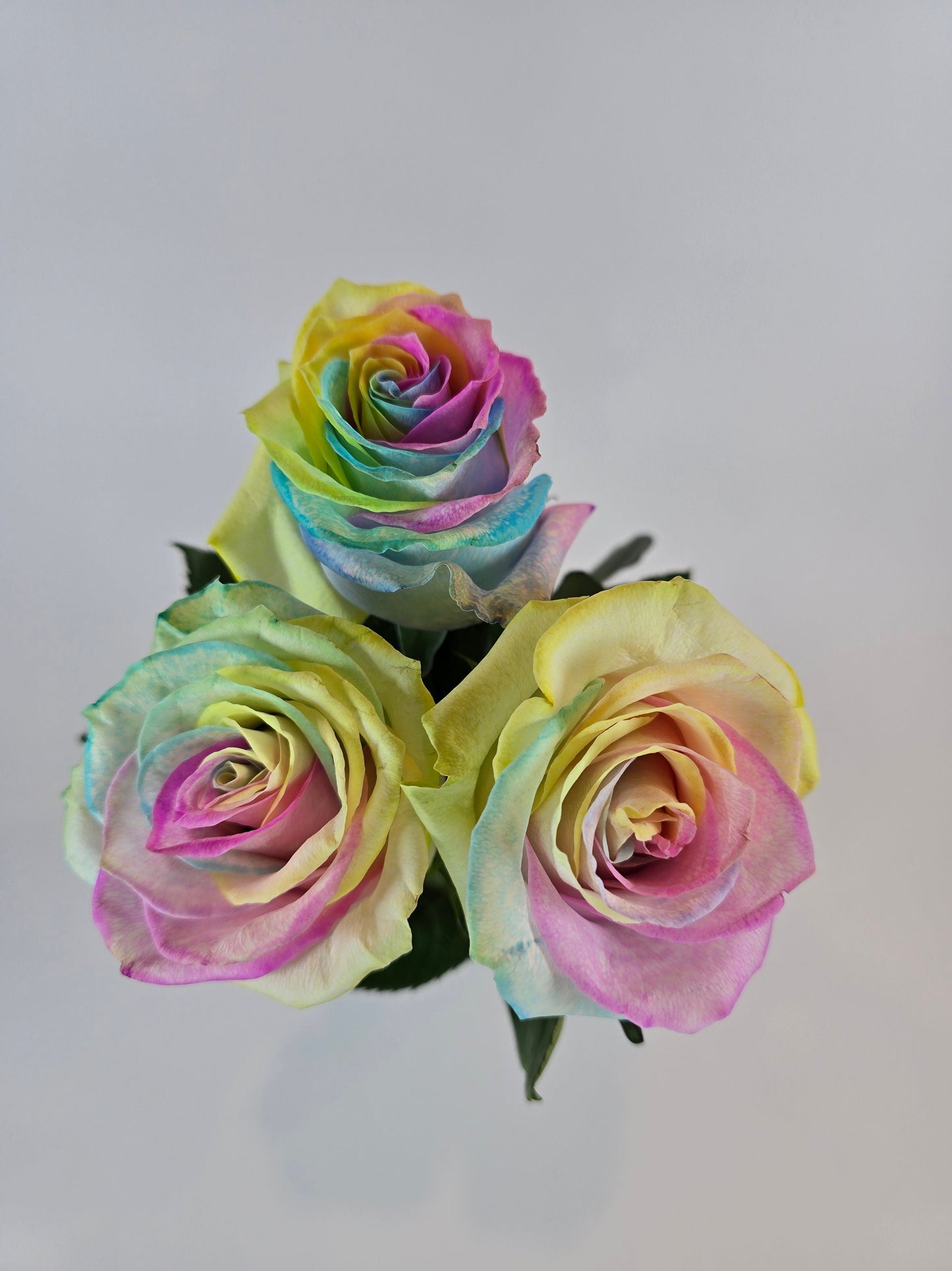 Neon Rainbow Tinted Rose