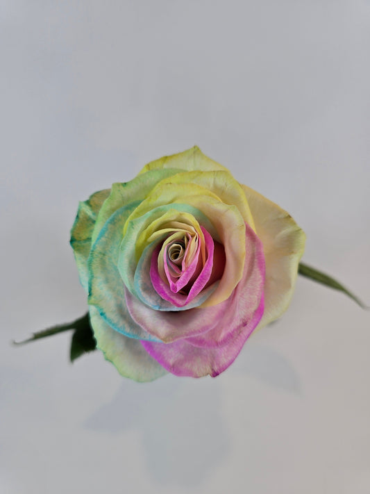 Neon Rainbow Tinted Rose