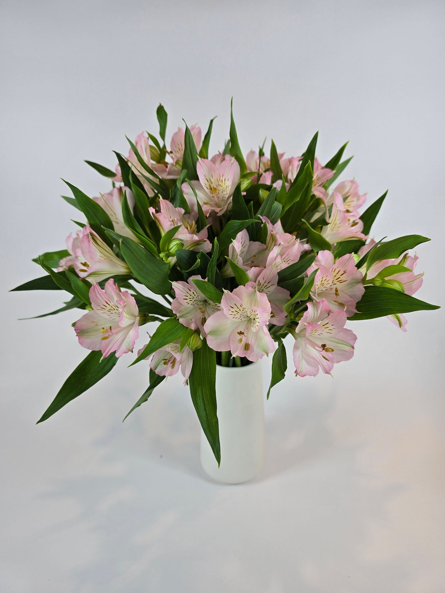 Light Pink Alstroemeria