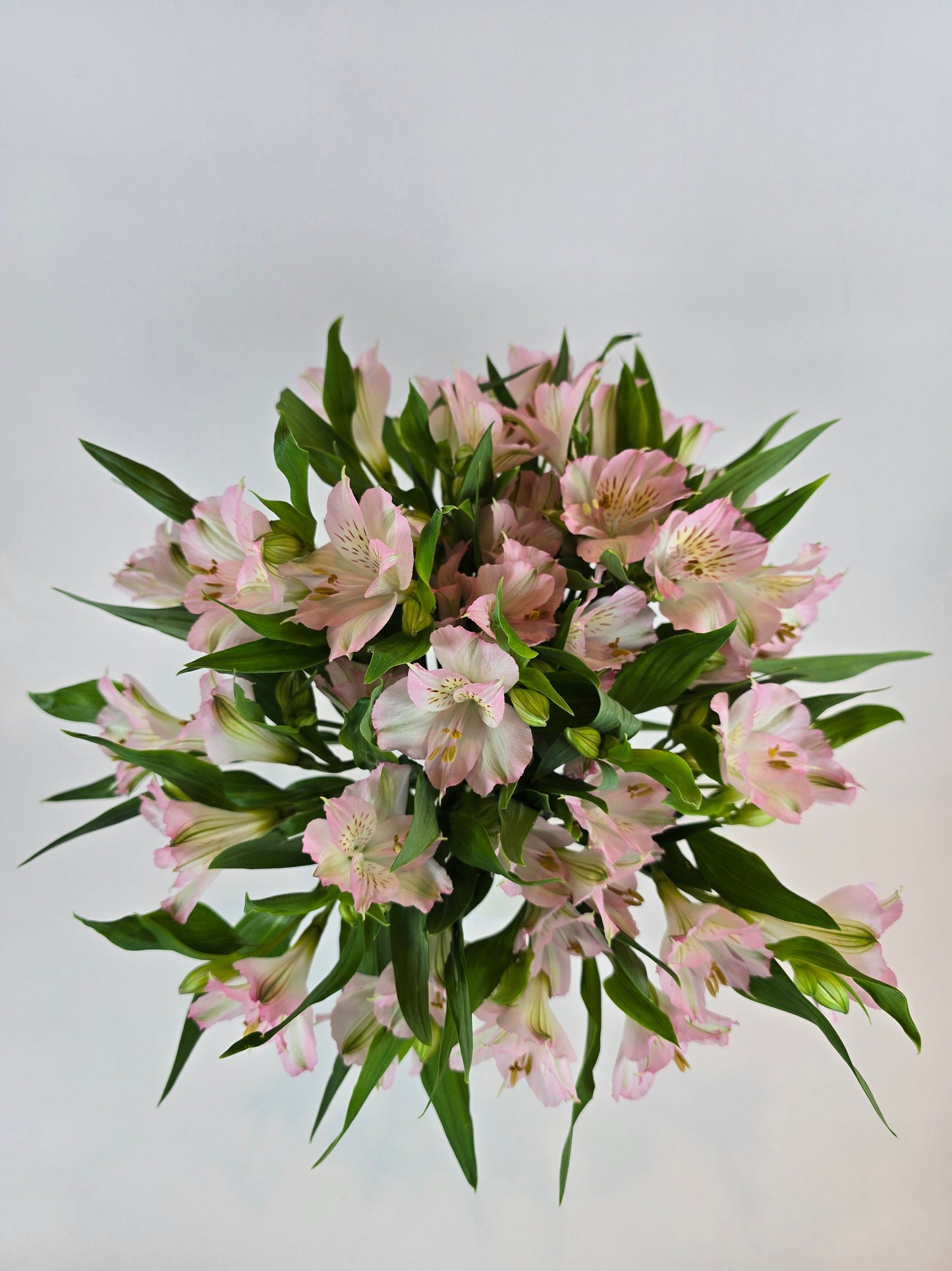 Light Pink Alstroemeria