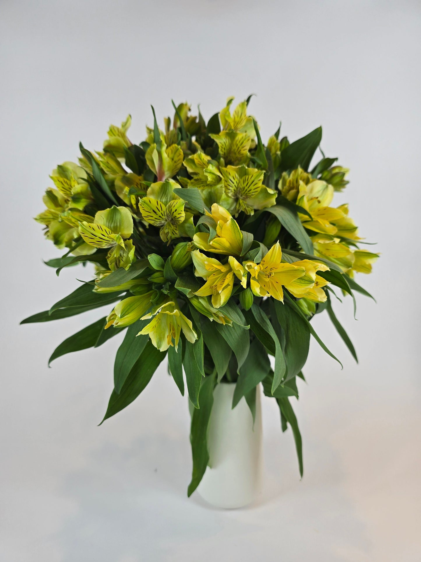 Light Yellow Alstroemeria