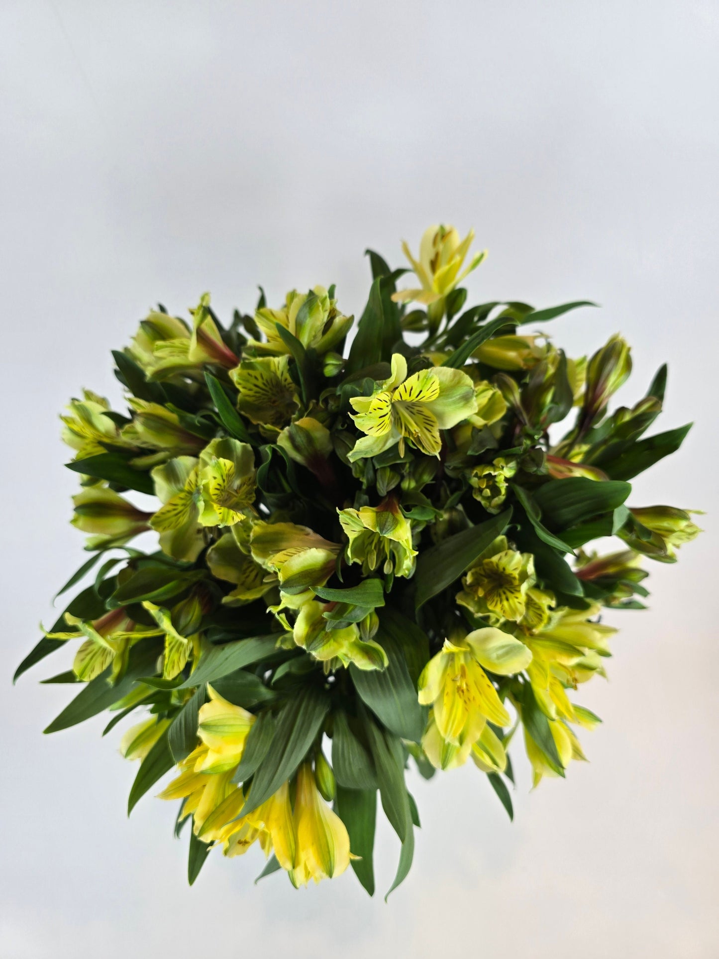 Light Yellow Alstroemeria