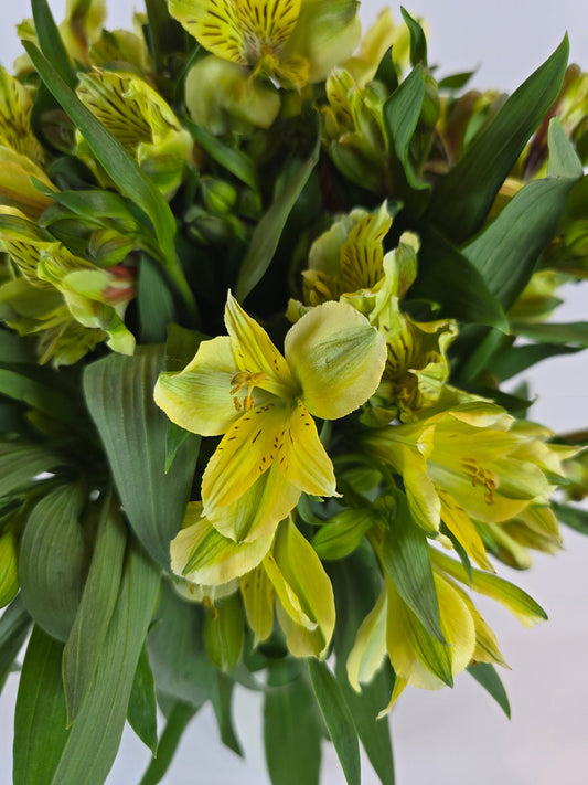 Light Yellow Alstroemeria