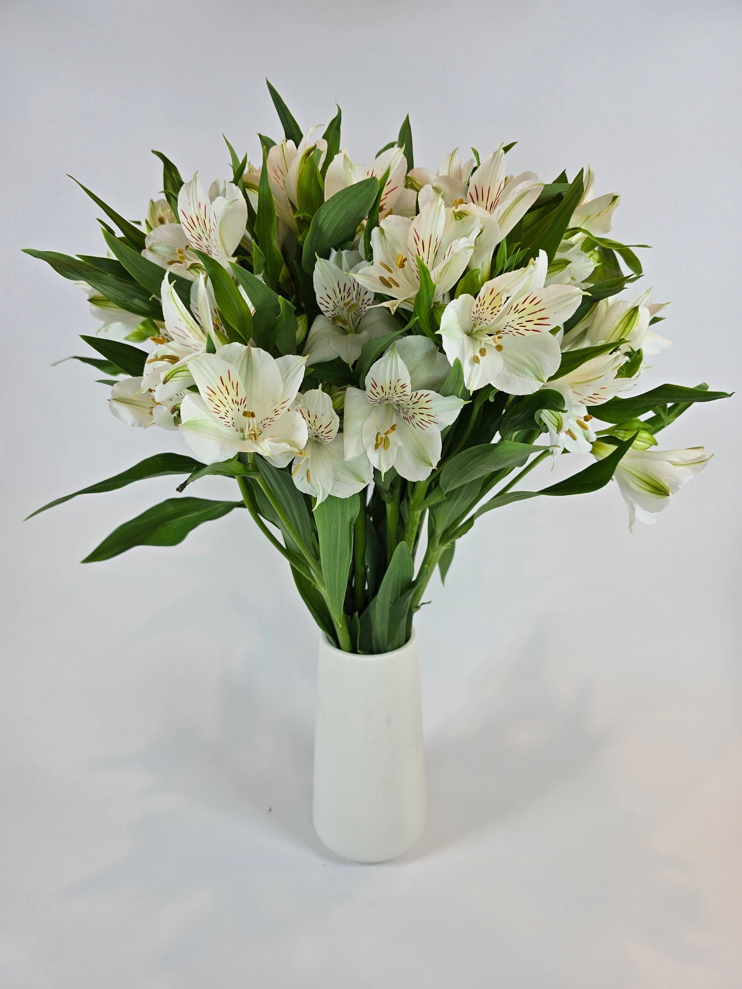 White Alstroemeria