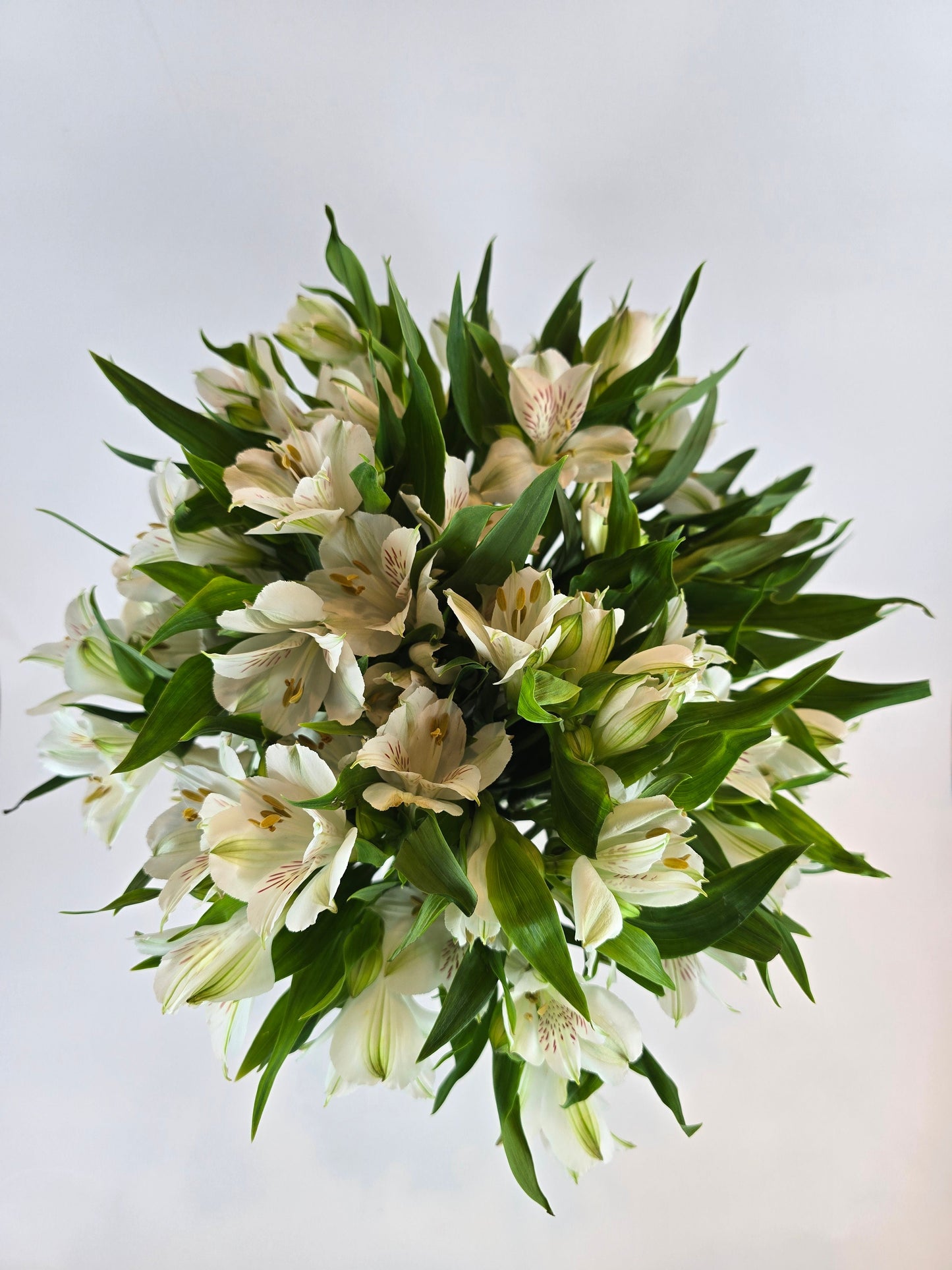 White Alstroemeria