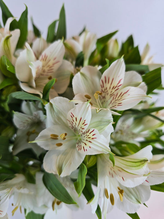 White Alstroemeria