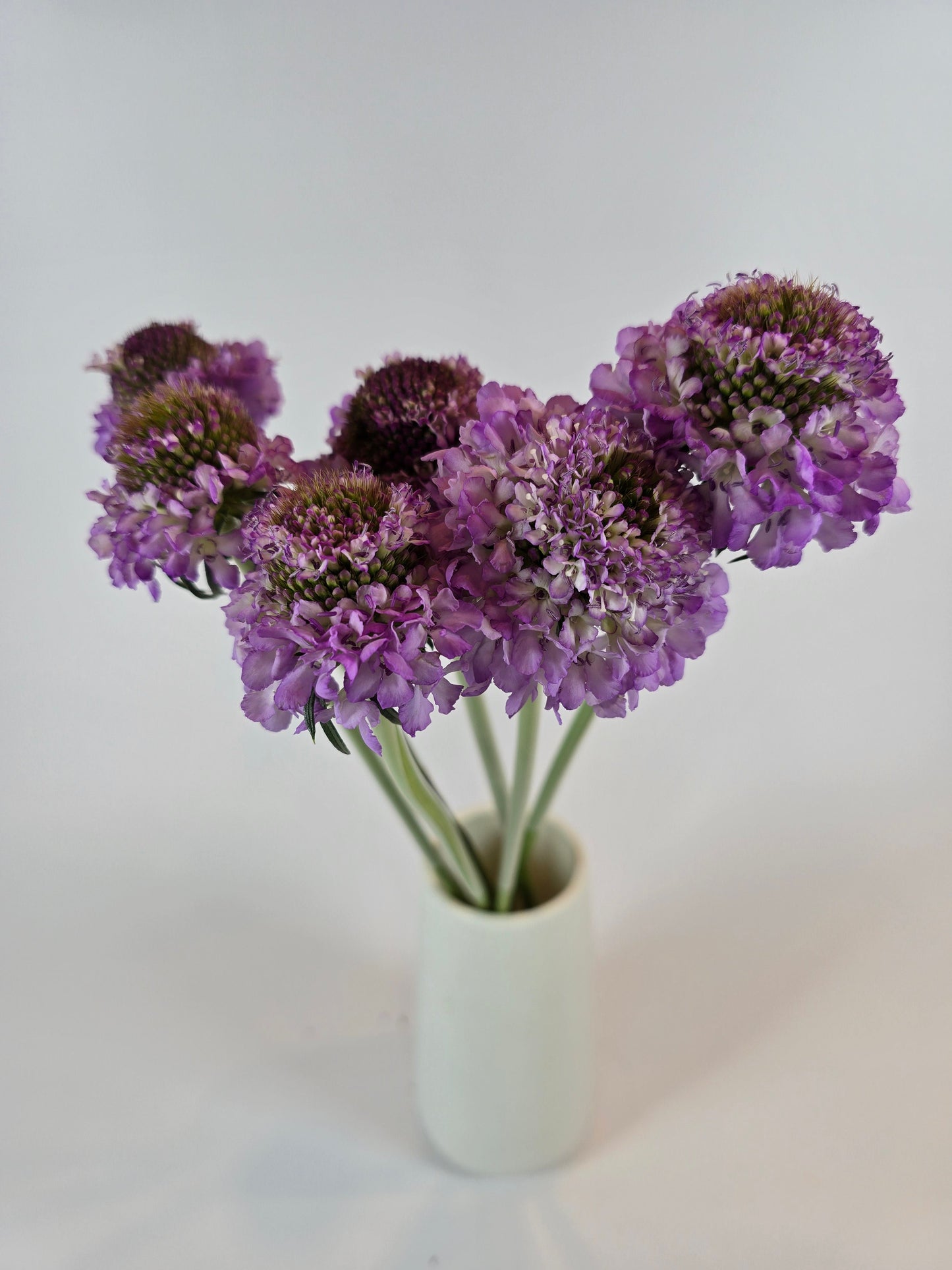 Purple Scabiosa