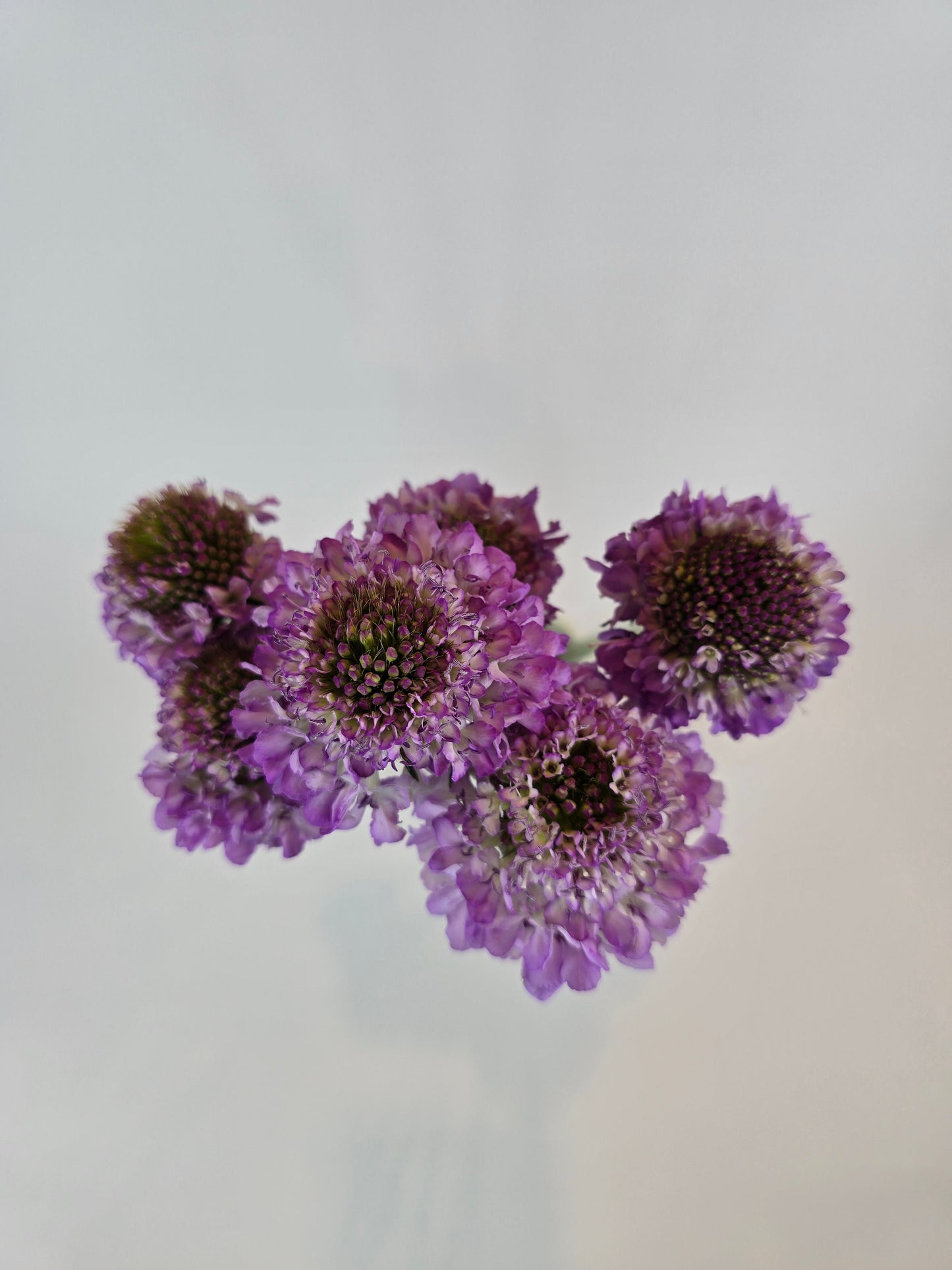 Purple Scabiosa