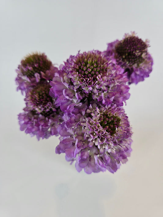 Purple Scabiosa